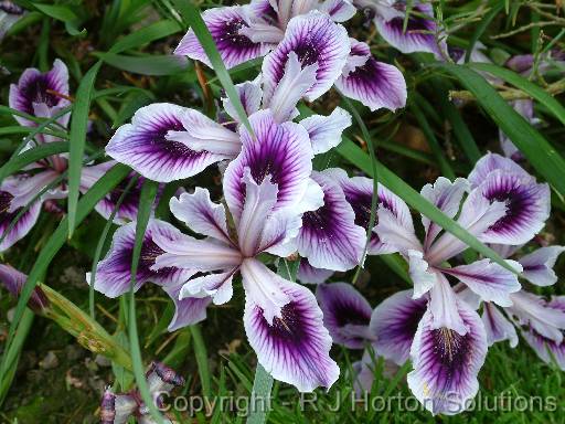 Iris Banbury Beauty 